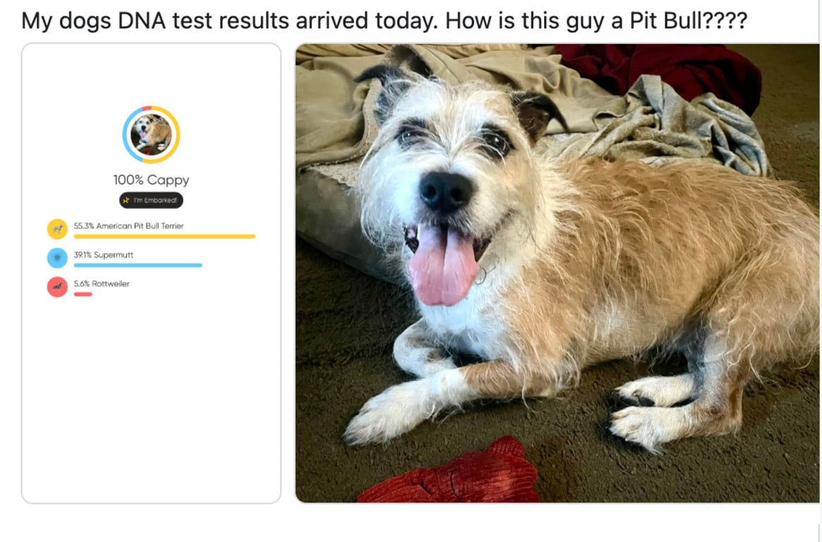 Результат тесту здивував господиню собаки