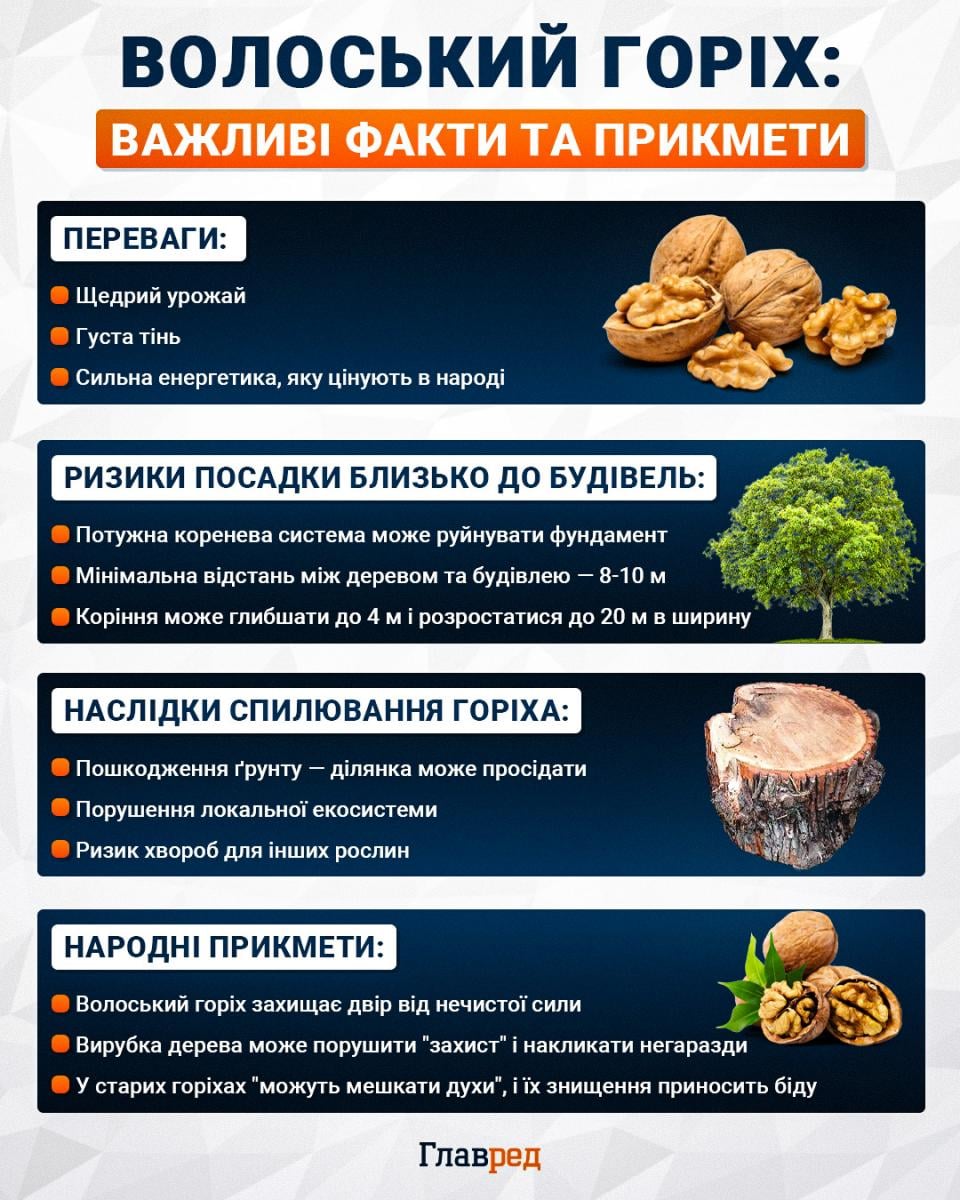 Волоський горіх: важливі фкти та прикмети