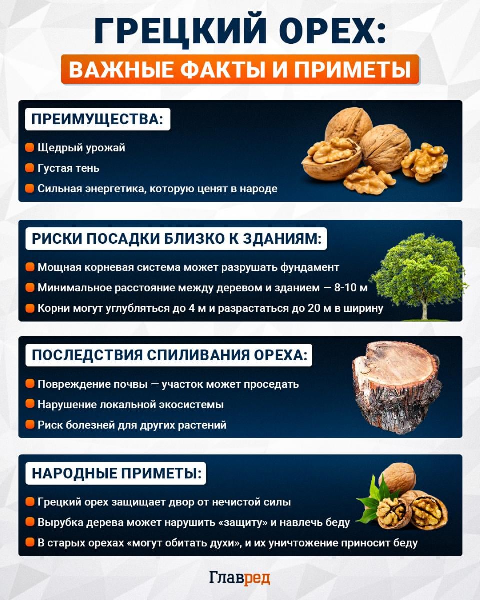 Грецкий орех: важные факты и приметы