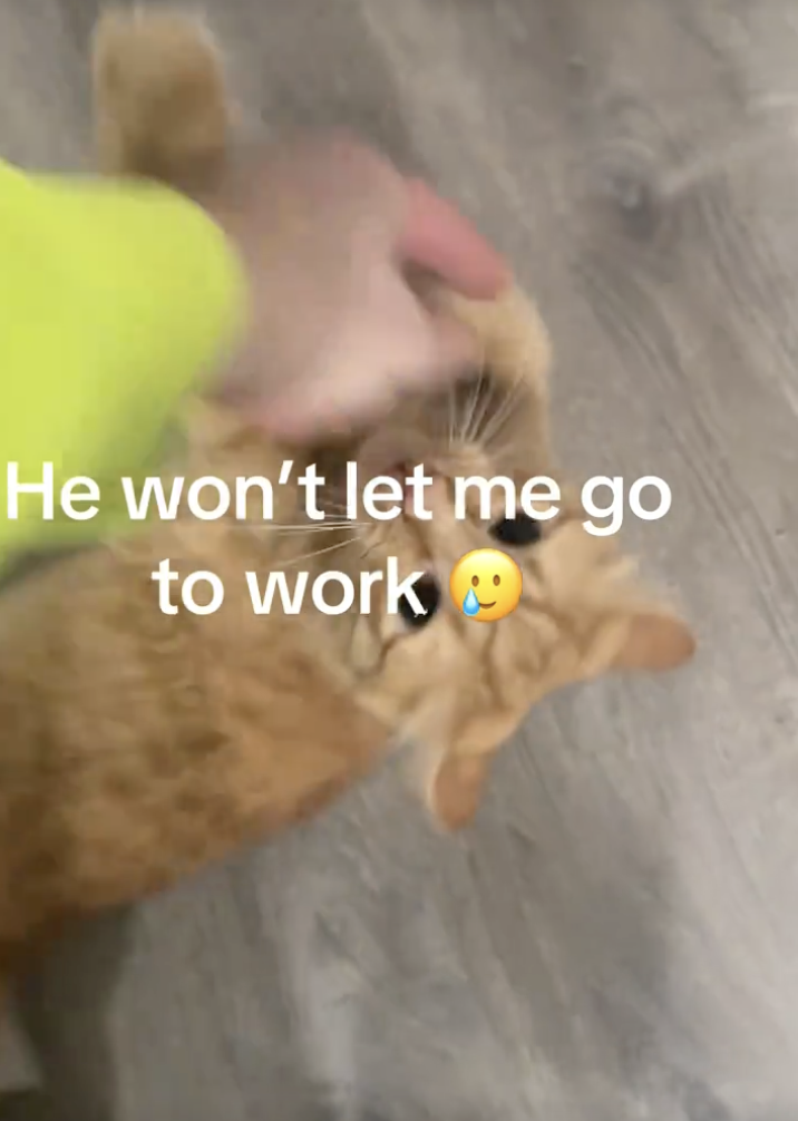 Кіт не дає чоловікові спокійно вийти з дому