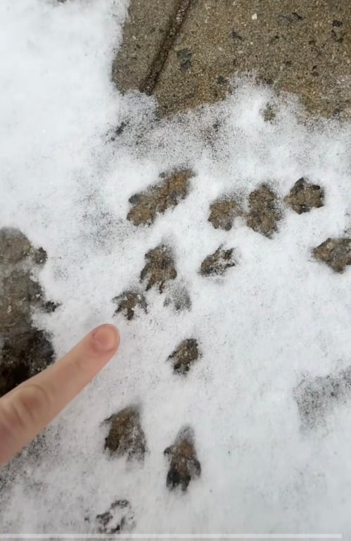 Щурячі сліди на снігу