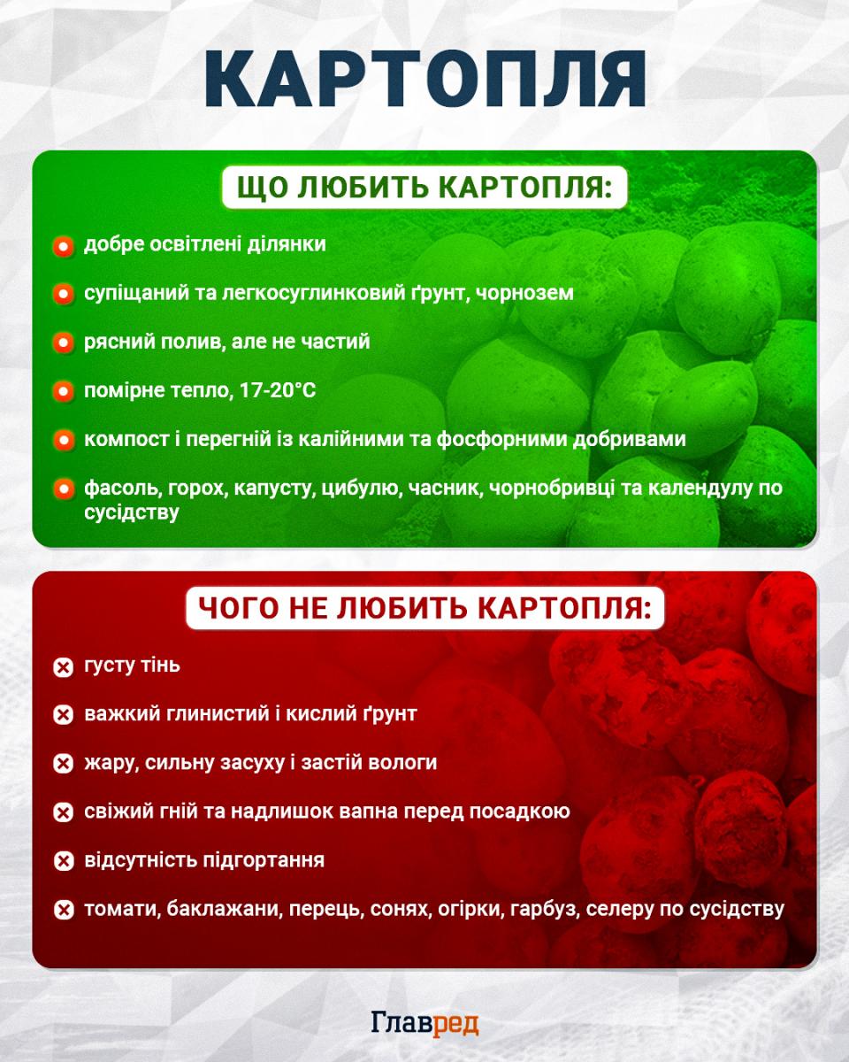 Що любить і чого не любить картопля 
