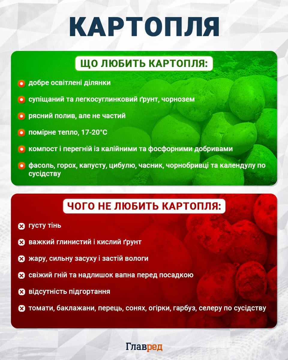 Що любить картопля