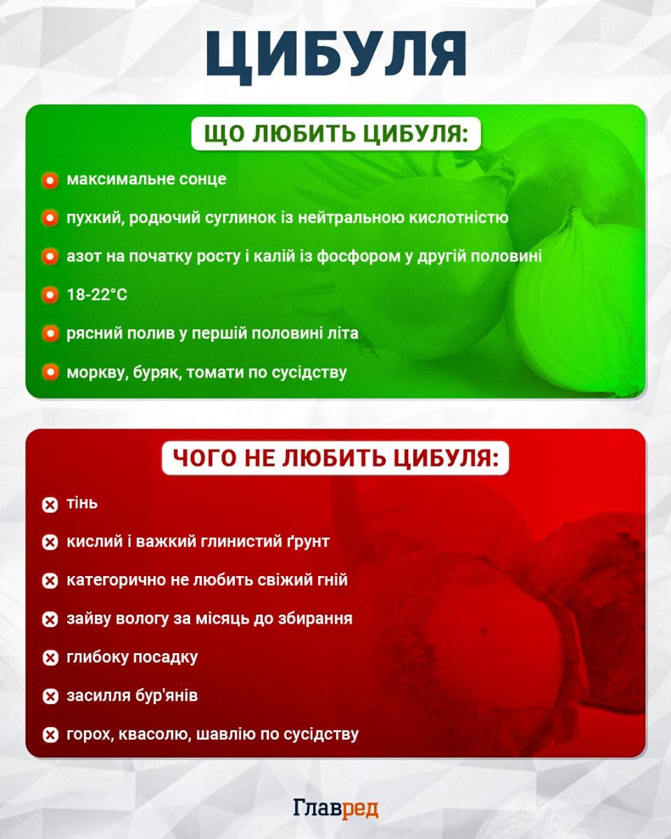 Що любить і не любить цибуля