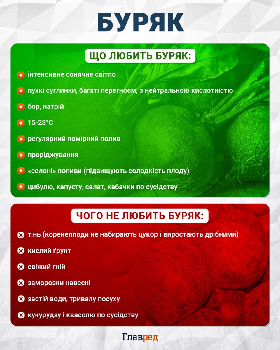 Рекордний врожай гарантовано: коли та як сіяти буряк у відкритий ґрунт 2026 року