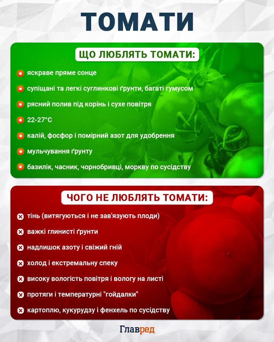 Помилка чи дієвий захист: чи справді сироватка з йодом рятує томати від фітофтори