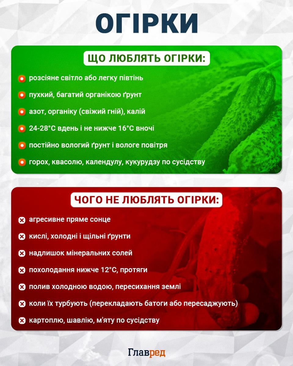Огірки не пожовтіють і довше плодоноситимуть: чим полити їх у серпні Огірки не пожовтіють і довше плодоноситимуть: чим полити їх у серпні