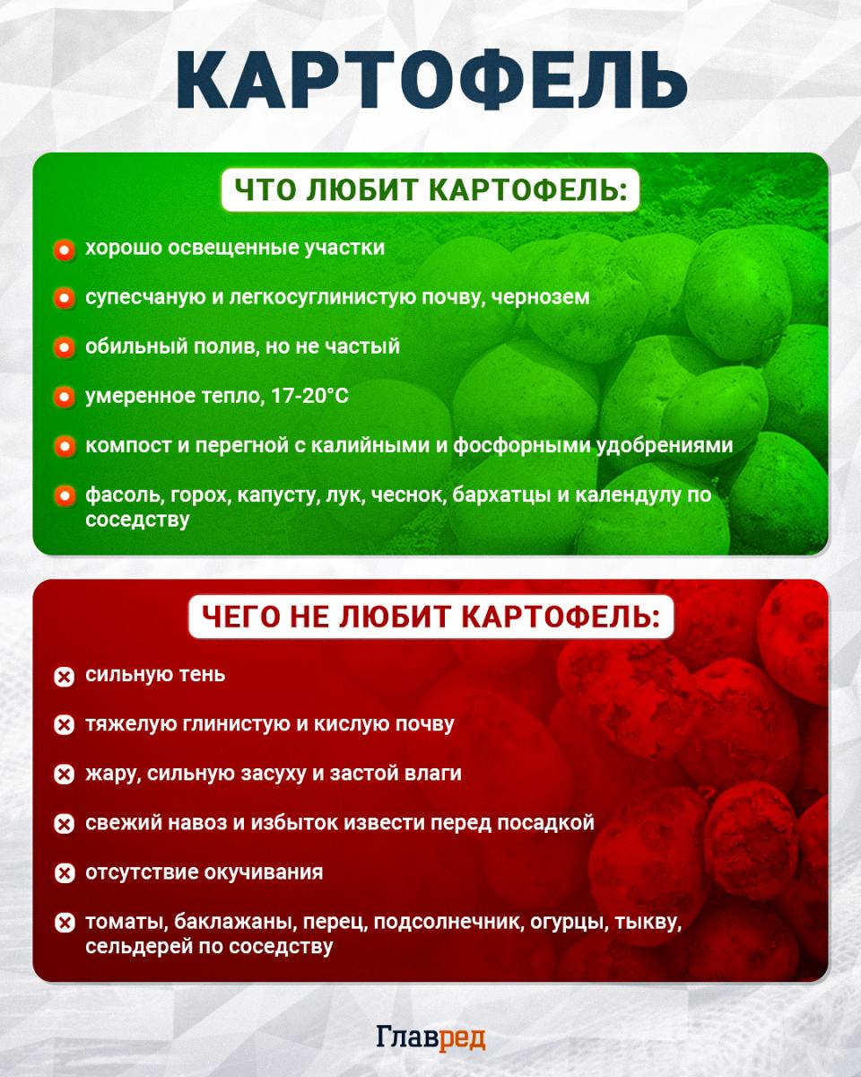 Что любит и чего не любит картофель