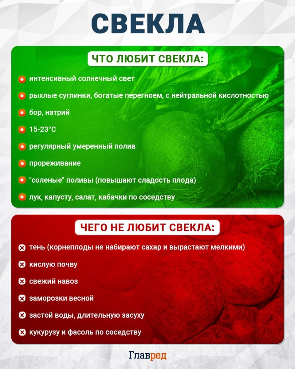 Что любит и чего не любит свекла