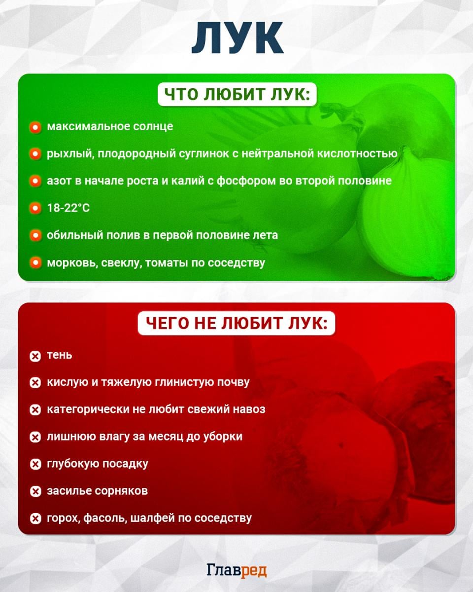 Что любит и чего не любит лук Что любит и чего не любит лук