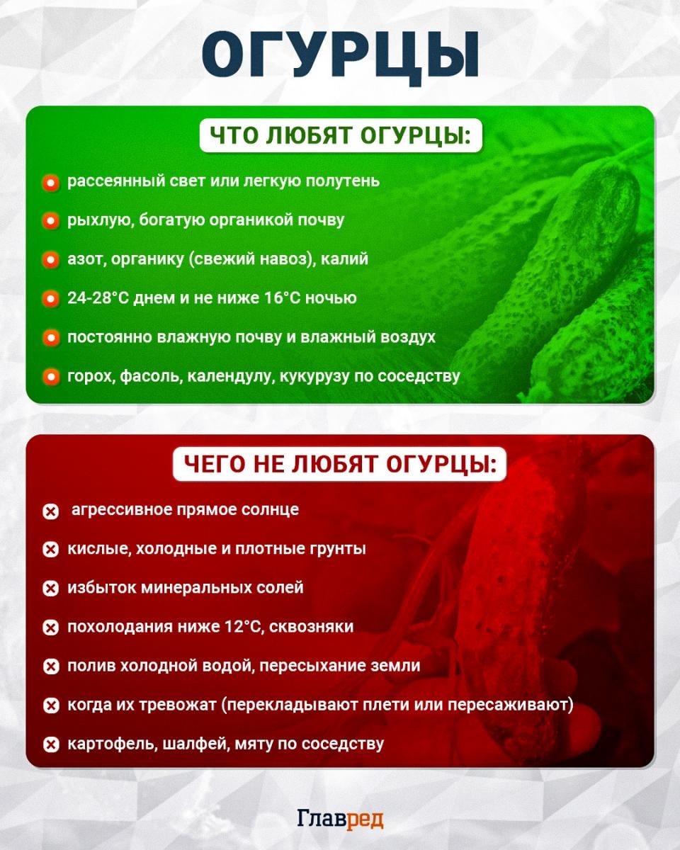Что любят и чего не любят огурцы