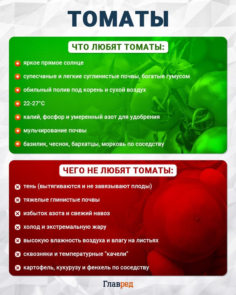 Что любят и чего не любят томаты