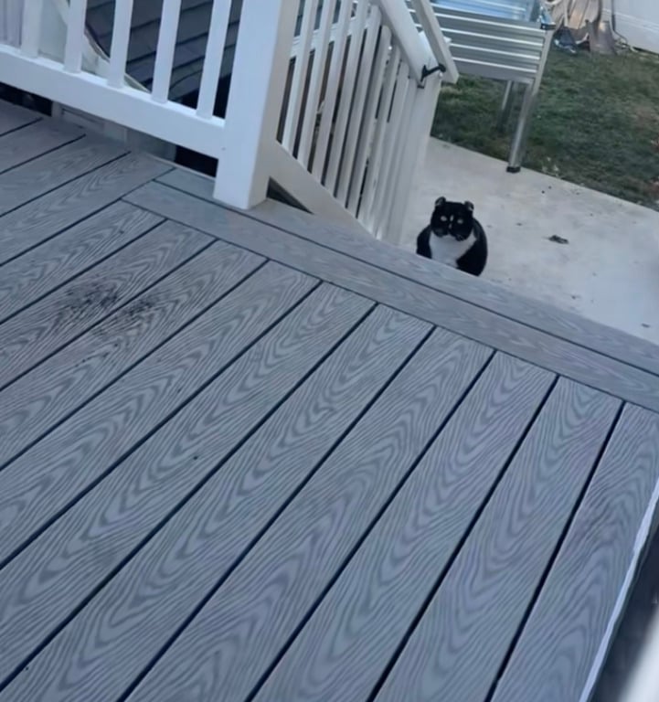 Кіт відмовляється заходити в будинок