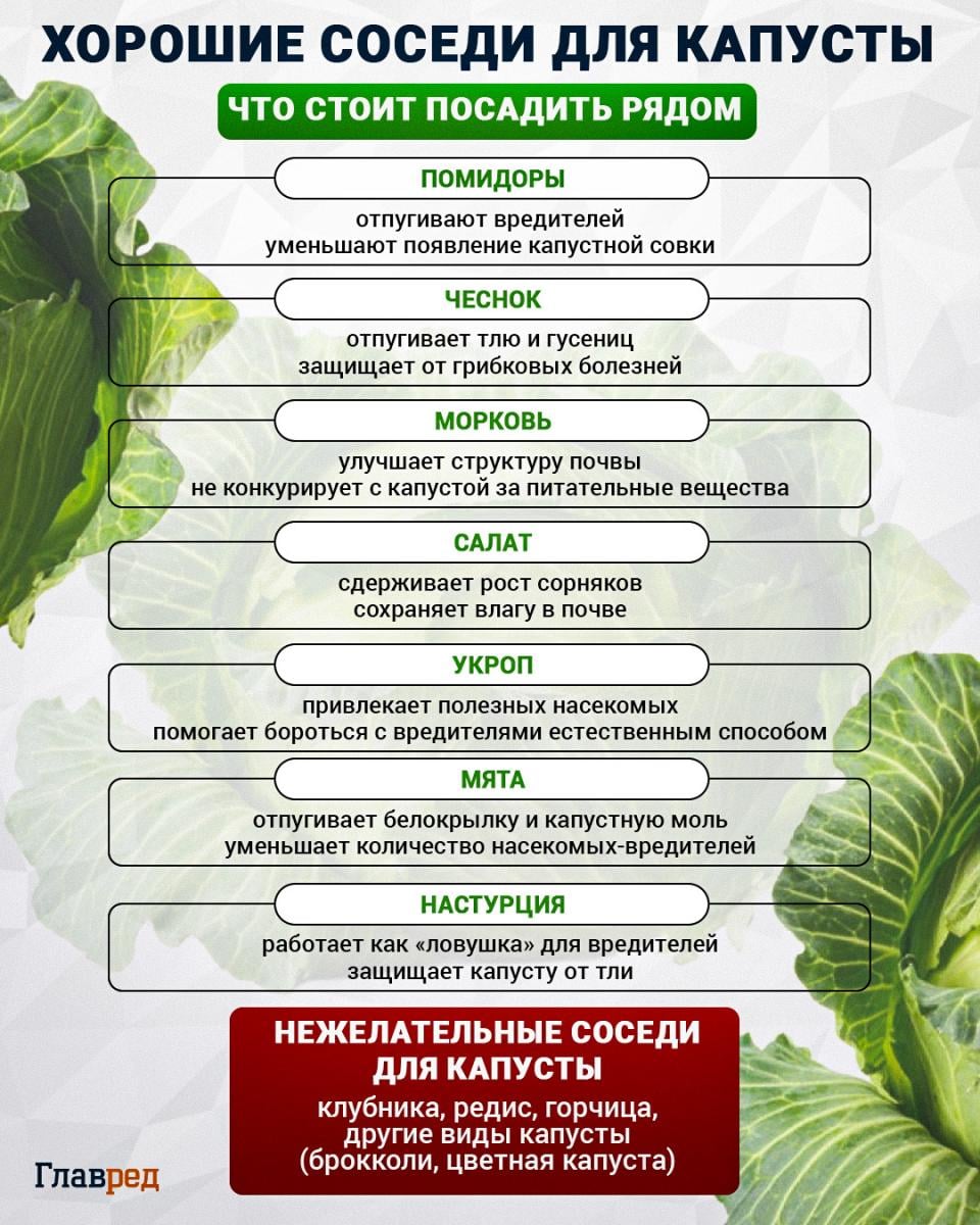 Капуста, Что посадить рядом с капустой, Хорошие соседи для капусты