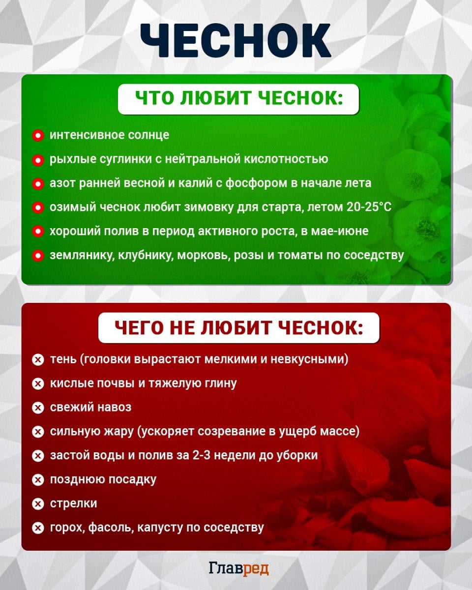 Что любит и чего не любит чеснок