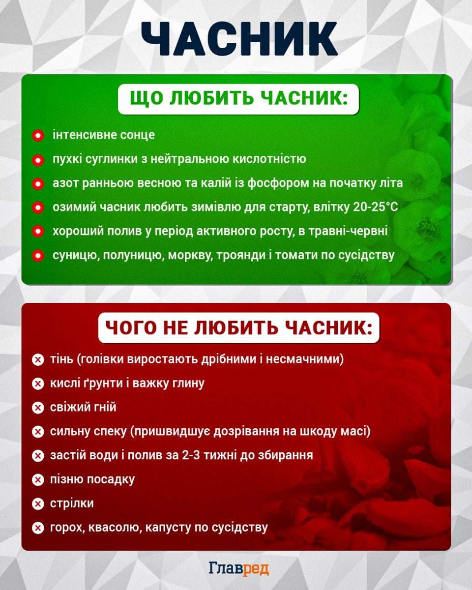 Коловки виростуть розміром із кулак: коли садити озимий часник у 2026 році