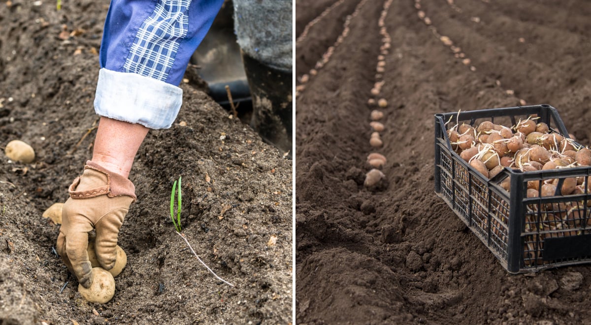 Посадка картофеля
