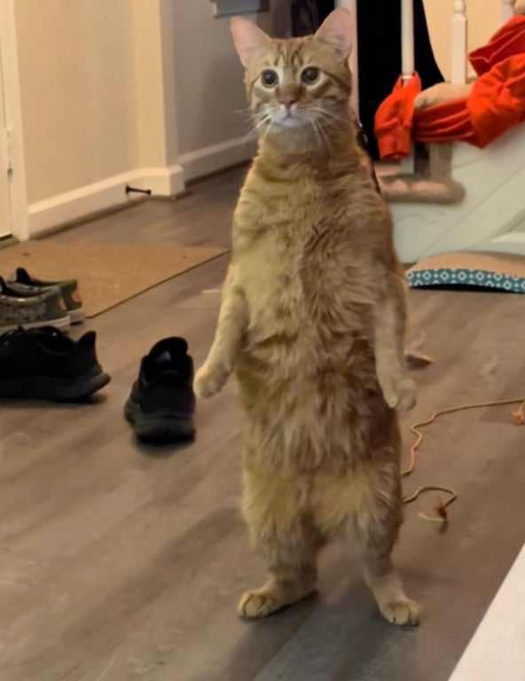 Кот стоит на задних лапах