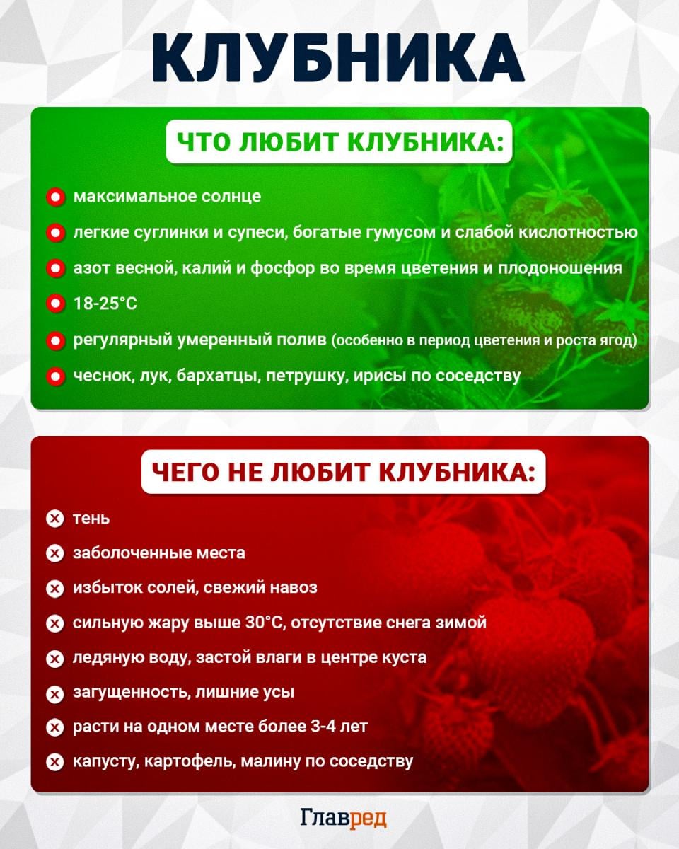 Что любит и чего не любит клубника
