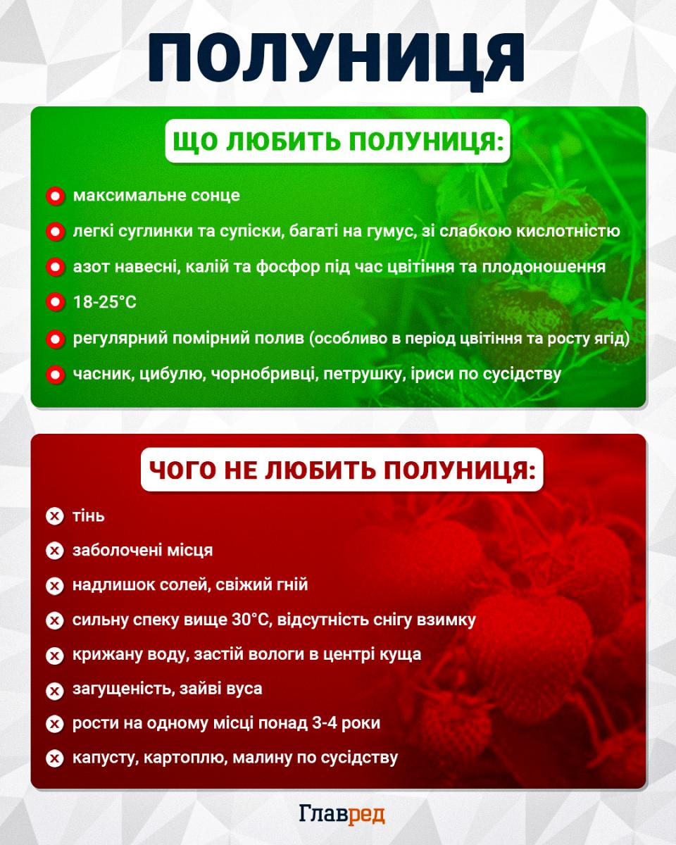 Полуниця дасть у рази більше солодких ягід: 