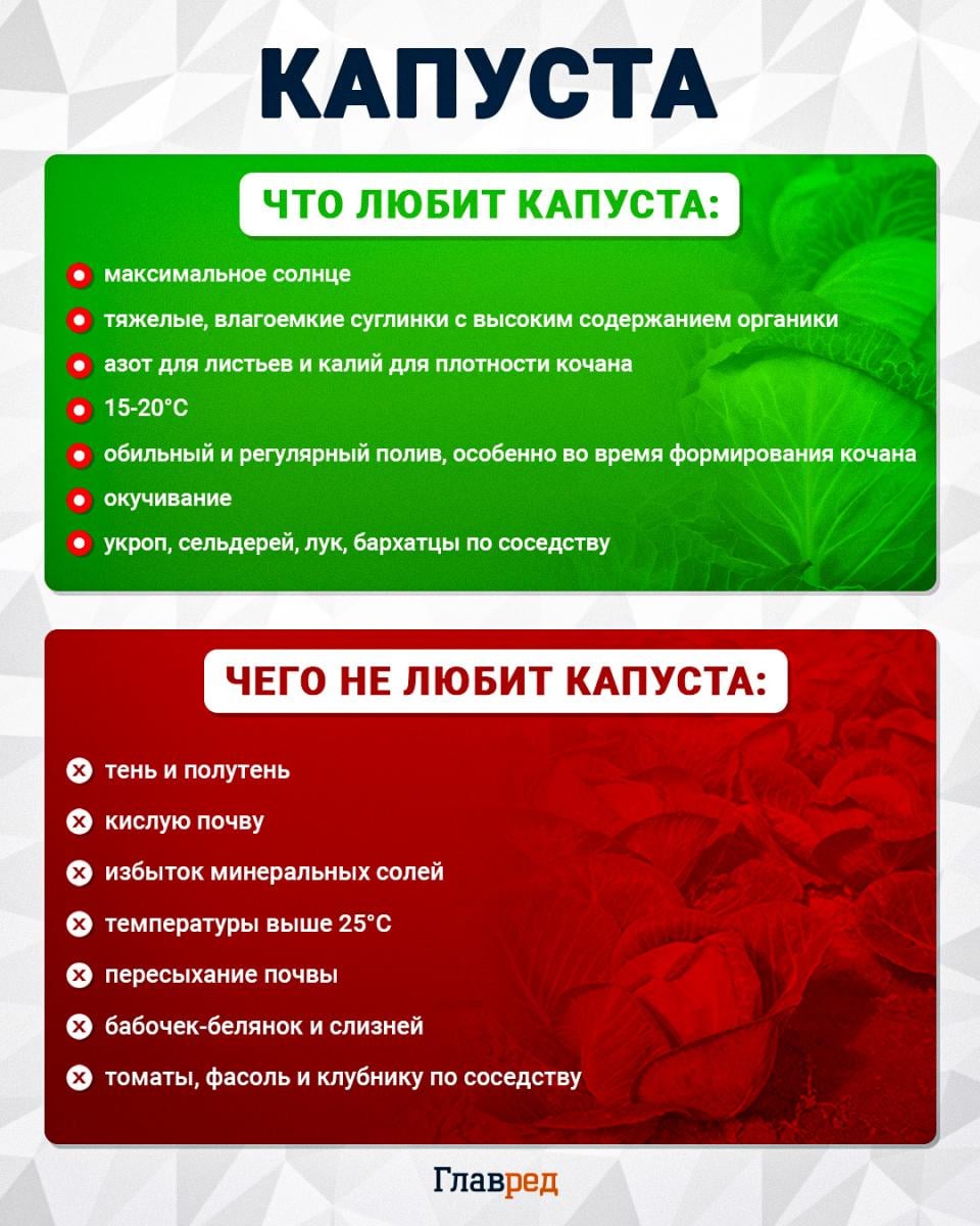 Что любит и чего не любит капуста