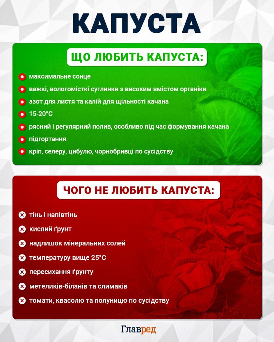 Як врятувати капусту від навали гусені: дачники розкрили дієвий спосіб Як врятувати капусту від навали гусені: дачники розкрили дієвий спосіб