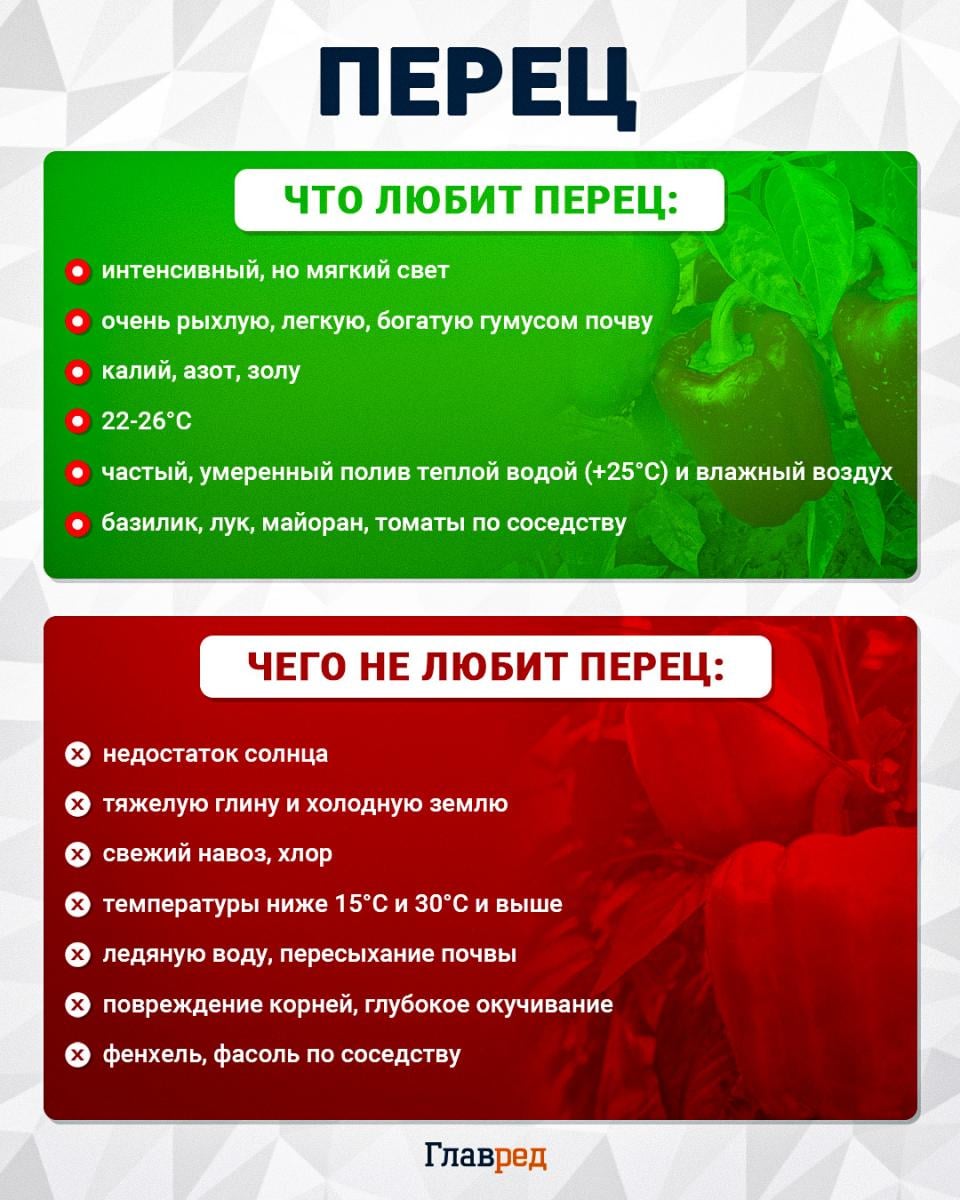 Что любит и чего не любит перец
