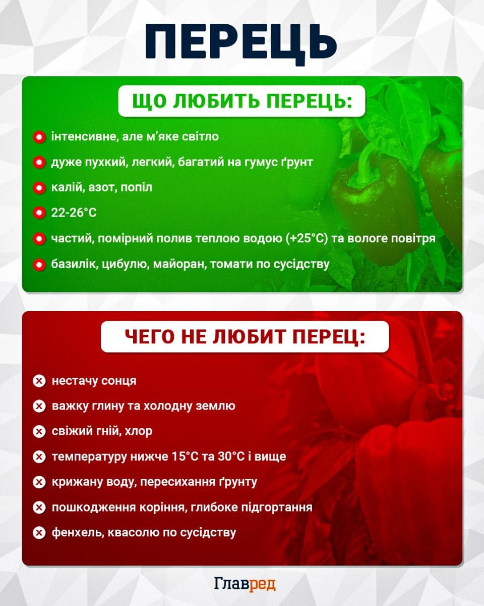 Зелений перець швидко почервоніє: як пришвидшити дозрівання у серпні Зелений перець швидко почервоніє: як пришвидшити дозрівання у серпні