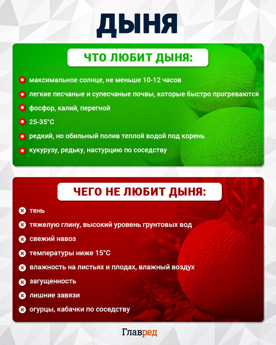 Что любит и чего не любит дыня