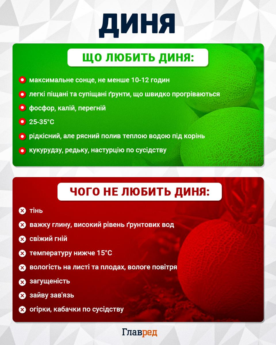 Що любить і чого не любить диня