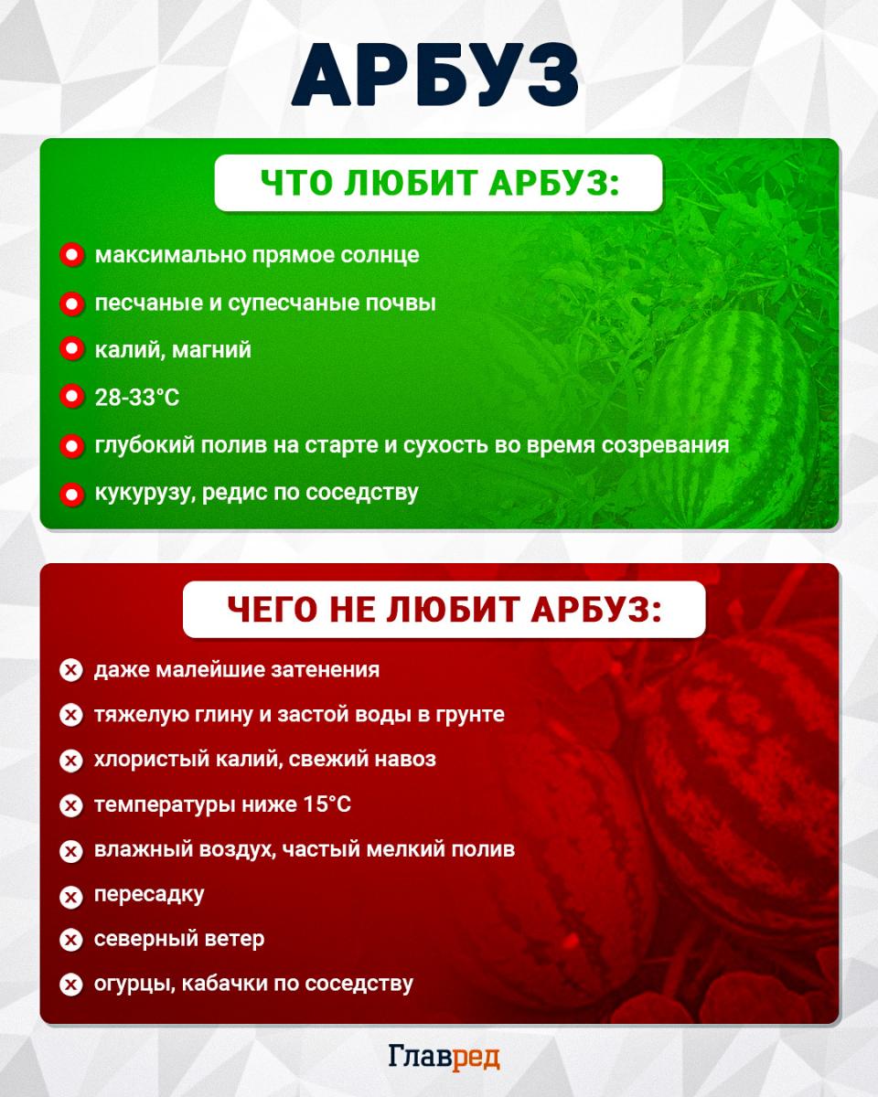 Что любит и чего не любит арбуз