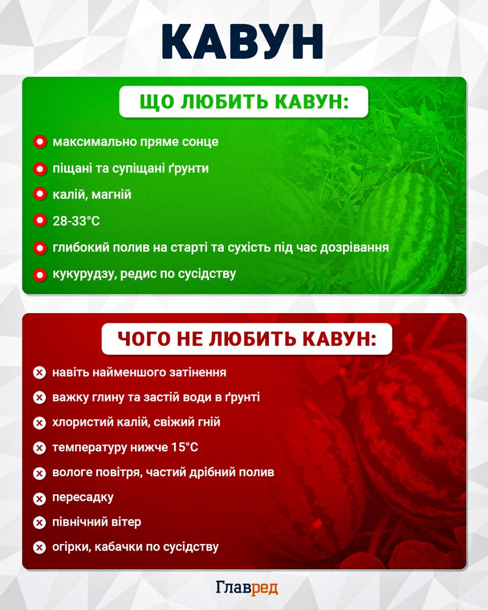Чому кавуни порожні всередині: одна помилка може зіпсувати весь урожай