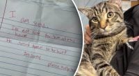 Кота залишили біля притулку з запискою, яка ледь не довела персонал до сліз