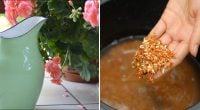 Диво-підгодівля чи марний міф: чи варто поливати квіти рисовою водою