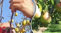 Груша растет, но не плодоносит: ошибка, которую совершают почти все садоводы