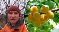 Заморозки ни при чем: что на самом деле уничтожает урожай абрикосов