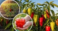 Не боятся засухи и болезней: пять выносливых сортов перца для открытого грунта