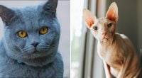 От сфинкса до рэгдолла: какая порода кошек подходит каждому знаку зодиака