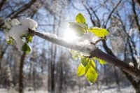 Чи чекати тепла в березні 2026: якою буде погода в Україні в перший місяць весни