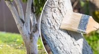 Точно не смоется: что нужно добавить в побелку для деревьев