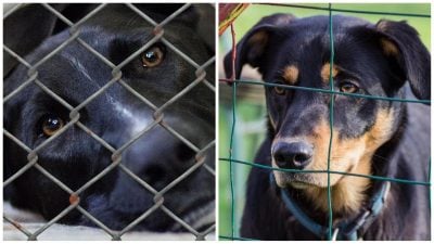 Господар пішов, залишивши лише записку: фото самотньої собаки розбило тисячі сердець