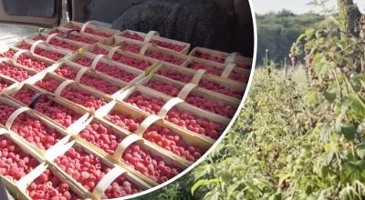 Яку ягоду вигідно посадити в 2026 році?