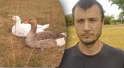 Чи вигідно тримати гусей?