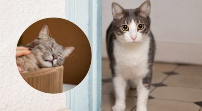 Ветеринари назвали 8 ознак того, що кіт радий поверненню господаря додому