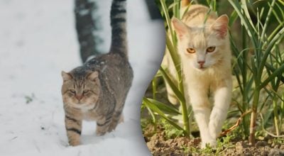 Чи мають коти виходити надвір – ветеринар здивувала зізнанням Чи мають коти виходити надвір – ветеринар здивувала зізнанням