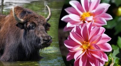 Китайський гороскоп на завтра 4 лютого: Бикам - образа, Зміям - конфлікти