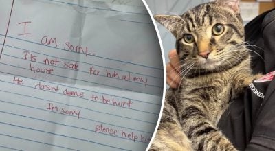 Кота залишили біля притулку з запискою, яка ледь не довела персонал до сліз