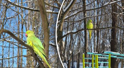 Тропічних папуг помітили в Україні: як ці птахи виживають у -15°С