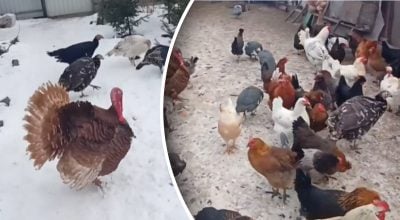 Яка різниця між домашнім та бройлерним індиком?