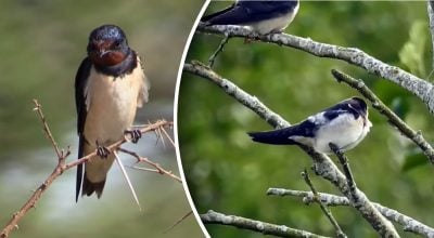 Куда исчезают ласточки? Куда исчезают ласточки?